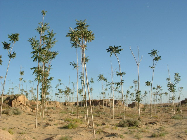 DSCF0156.JPG