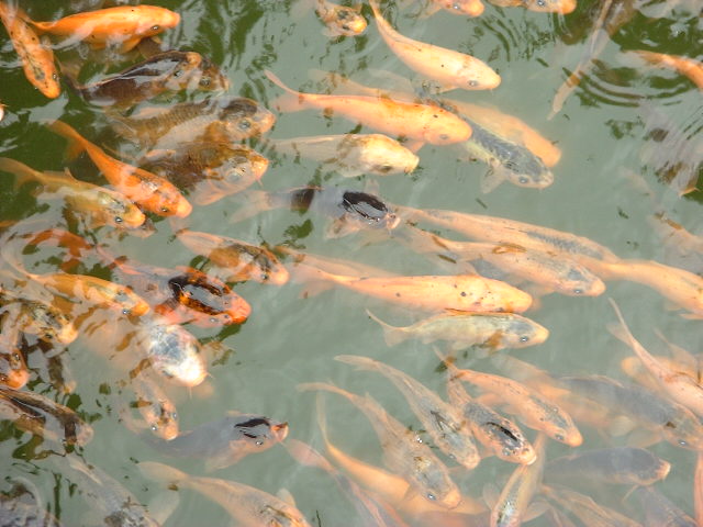DSCF1110.JPG