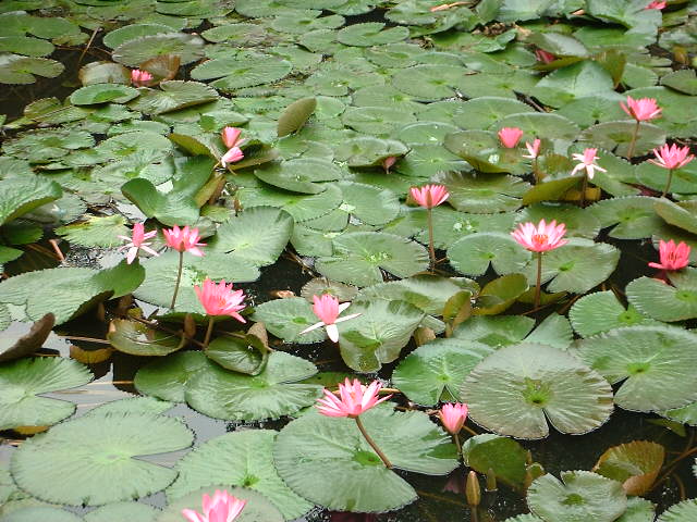 DSCF0917.JPG